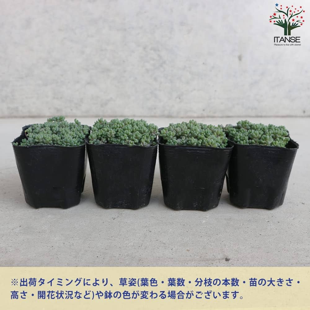 ①くすみカラーダシフィルム❤①現品2個セット 即購入OK ポットごと発送 ①くすみカラーダシフィルム❤①現品2個セット 即購入OK ポット