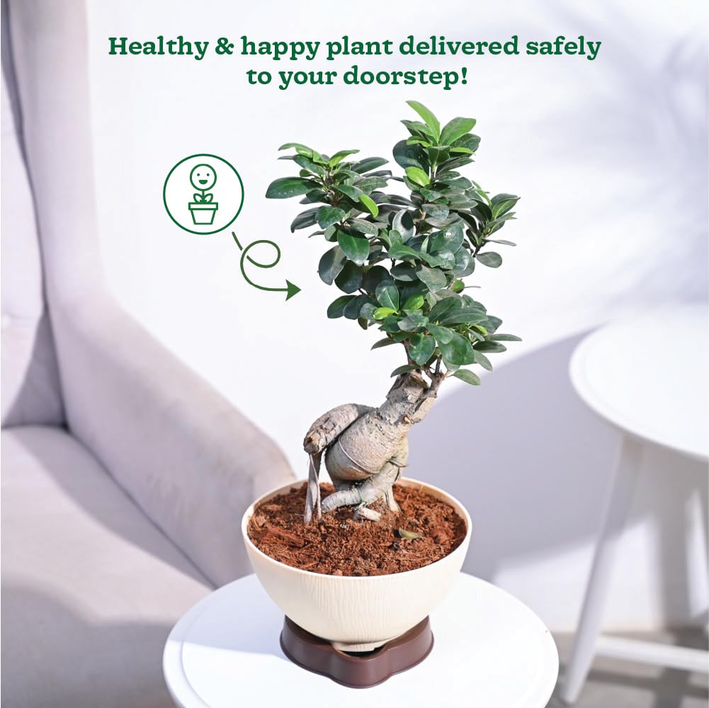 Ugaoo Ficus Bonsai Live Plant For Home Indoor With ARA-20 Self Watering Pot - Image 5 thumbnail