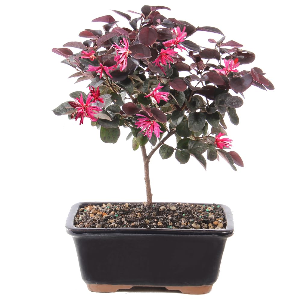 Chinese Fringe Flower Bonsai