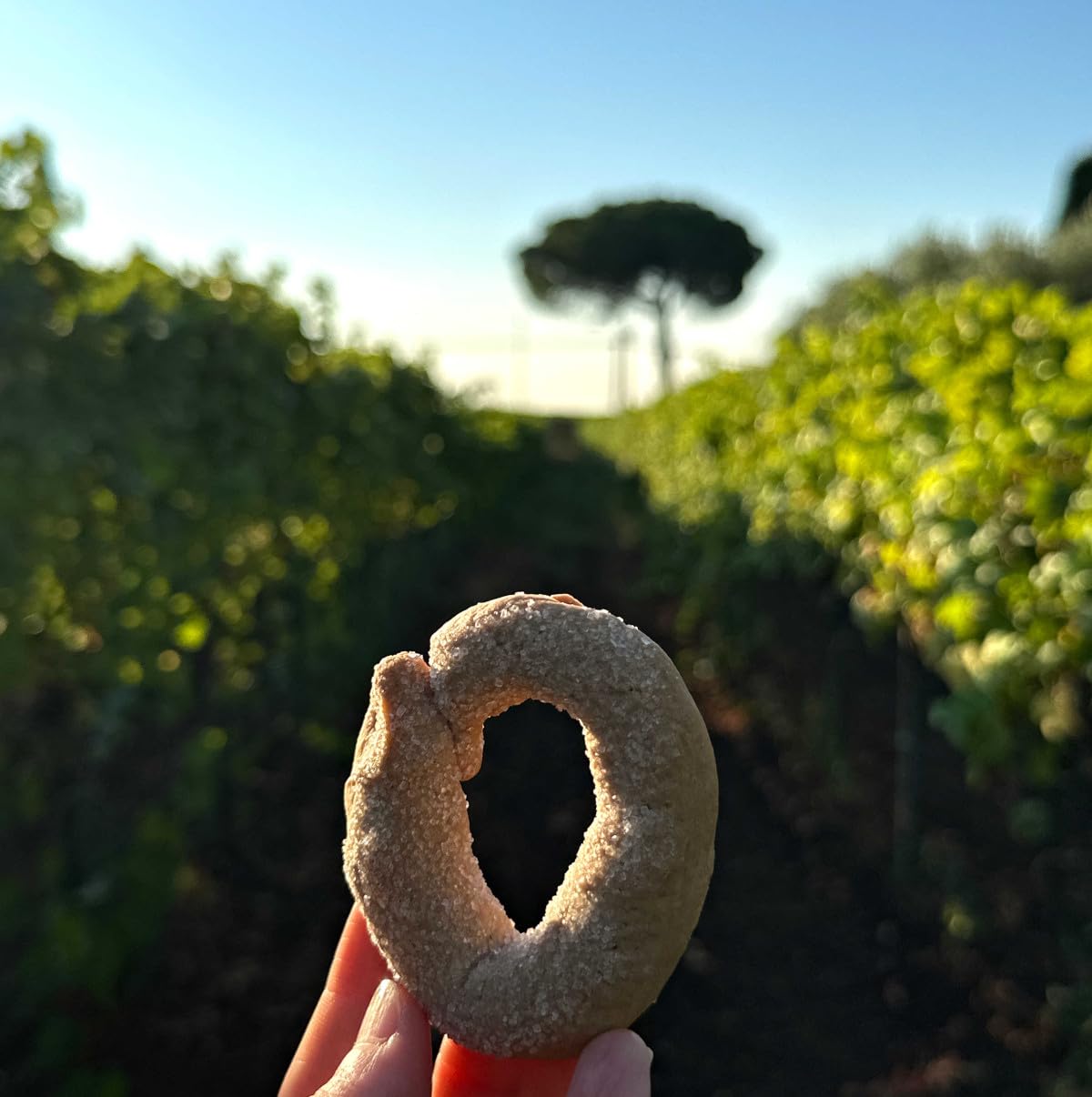 Ciambelle al vino bianco Artigianali, pack da 4 da 250 gr, biscotti Senza olio di Palma, Senza conservanti, Ricetta tipica dei Castelli Romani, 80 Fame Ariccia