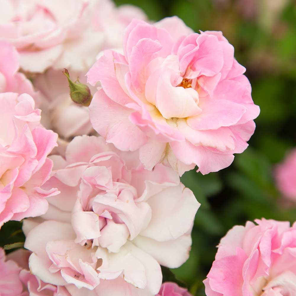Amazon.com : Heirloom Shrub Roses, Live Own Root Plant for Outdoor