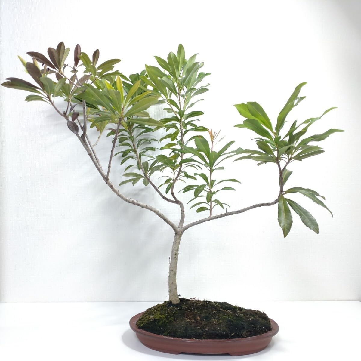 山桃(ヤマモモ)盆栽 SS006 山桃(ヤマモモ)盆栽 SS006 山桃(ヤマモモ 山桃(ヤマモモ)盆栽 SS006 山桃(ヤマモモ)盆栽 SS006 山桃(ヤマモモ