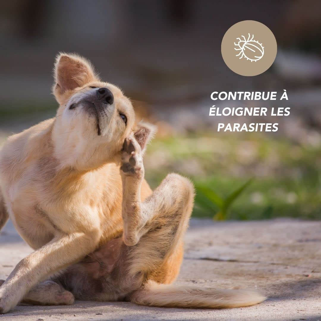 el vinagre de los 4 ladrones 250ml para animales