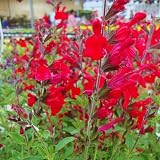 Sets 4 Red Salvia Sage Plants Live for Spring Planting, Size 4-6' in Tall, Fast-Growing and Quick Flower, Perennial Fragrant Shrubs Bush
