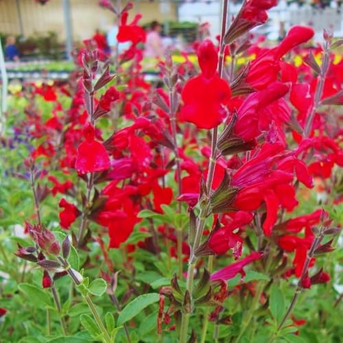 Hot Lips Sage Salvia Live Plant Herb, Bicolor Blooms Salvia Sage Bush, Turn Red on Summer, Sage Shrub Grow Indoors Outdoor, 5 to 10 Inc Tall Hot Lips Sage Salvia Live Plant Herb, Bicolor Blooms Salvia Sage Bush, Turn Red on Summer, Sage Shrub Grow Indoors Outdoor, 5 to 10 Inc Tall