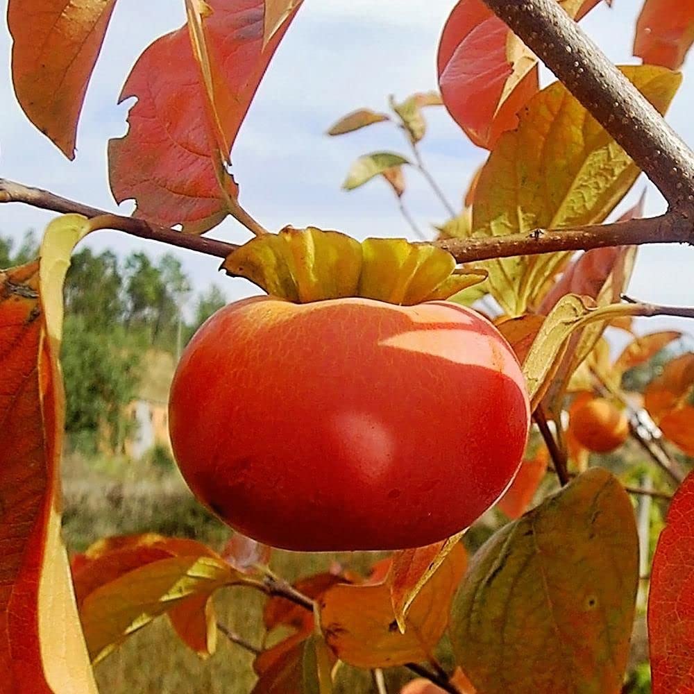 Most Expensive Persimmon Hybrid Fruit Plant & Tree For Home Gardening (Pack Of 1) (B0BDVV6CHD) Amazon Price History, Amazon Price Tracker