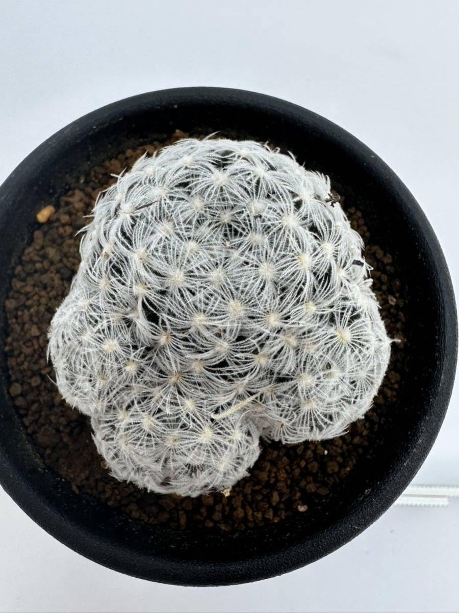 Amazon.co.jp: マミラリア デュエイ Mammillaria duwei 黄色花 抜き苗