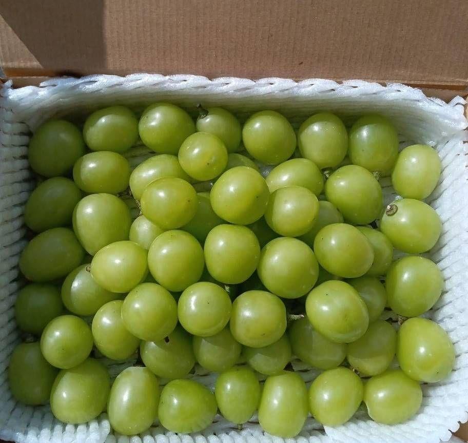 ☆朝採り☆シャインマスカット☆中粒?大粒 箱 1kg 新鮮☆ 朝採り