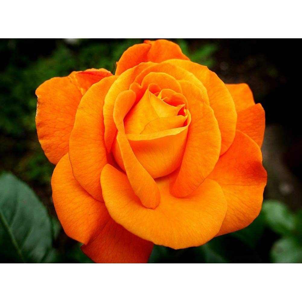 Own4b Green,Orange Diy 5D Diamond Painting By Numbers Kits, Beautiful Orange Rose Flower 30X40cm Canvas Full Drill Diamond Art Paint With Diamonds Crystal Cross Stitch (Flower)