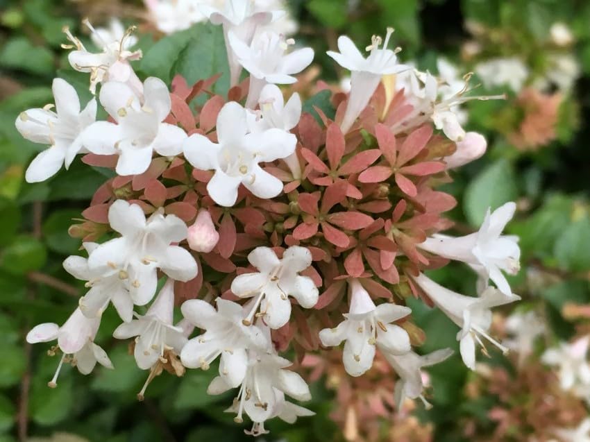 Rose Creek Abelia – Live Plant, Compact Flowering Shrub with White Blooms & Glossy Green Foliage – Low Maintenance, Drought Tolerant – Great for Hedges, Borders & Pollinators (1 Gallon Plant)