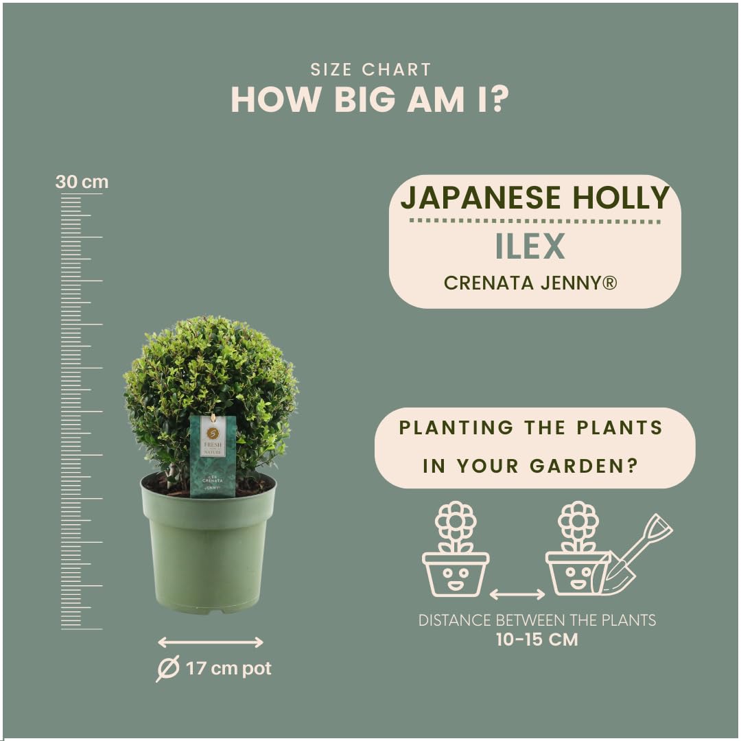 Plants by Frank El | verdadera planta de acebo en forma esférica | 2x bulbo Ilex crenata 'Jenny' en maceta de madera | juego de 2 piezas | 20 cm Ø de diámetro | sustituto de boj | Ilex | plantas de