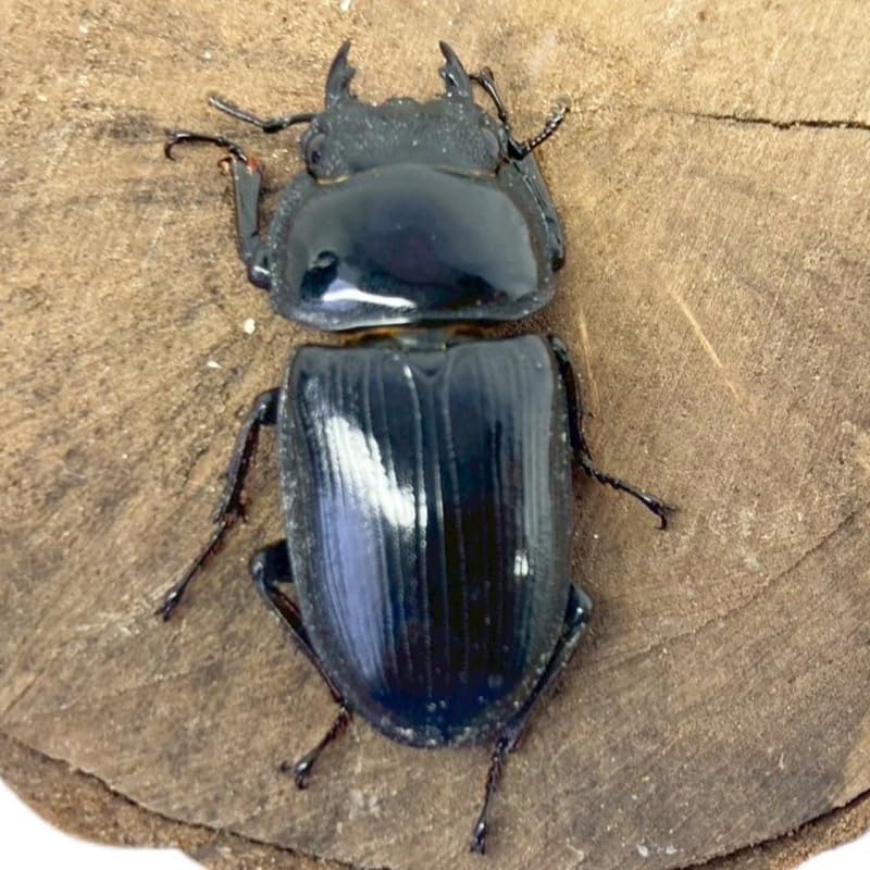 【昆虫 】オオクワガタ ペア 【阿古谷産 現物個体】国産 販売 生体 成虫 昆虫 飼育 観賞 オス メス ペア 人気種 オオクワ 産