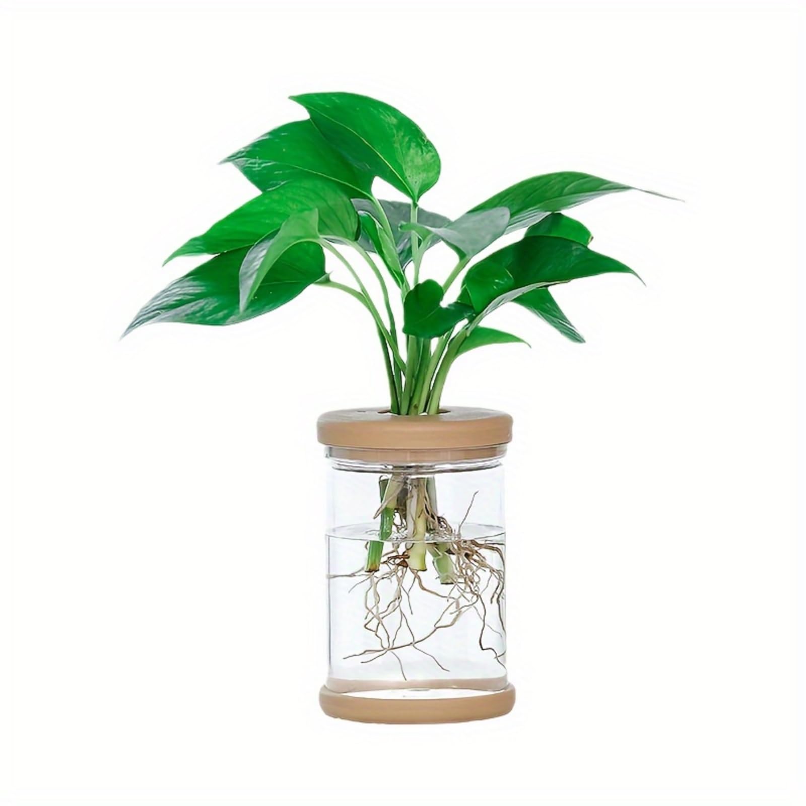 Propagation Vase with Lid for Pothos & Philodendron | 4.7in Tall Indoor Gardening vase (No Plants Included)
