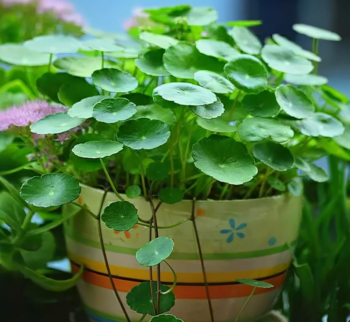 Chinese money plant (B0CJFTG7QF) Amazon Price History, Amazon Price Tracker
