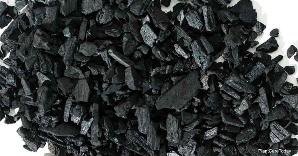 Activated charcoal powder for plants, Plants activated charcoal powder 1 kg, Organic soil manure for plants (B0CNZ3FQTK) Amazon Price History, Amazon Price Tracker