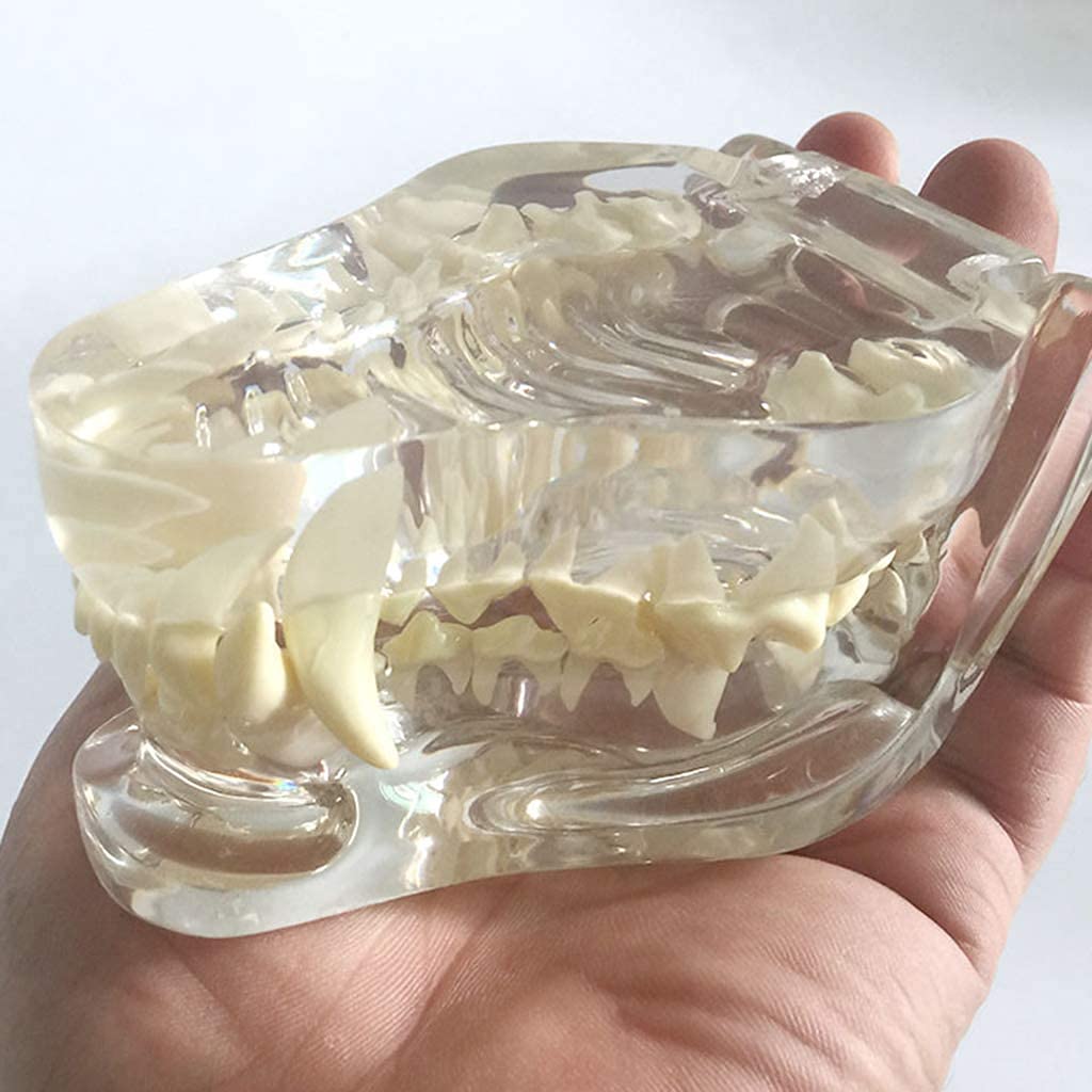 DKULMN Modello odontoiatrico Canino Chiaro, Modello di Studio Modello anatomico Cranio Modello odontoiatrico Canino Chiaro Patologia Denti Medici del Cane Modello per L'Ufficio Strumento educativo