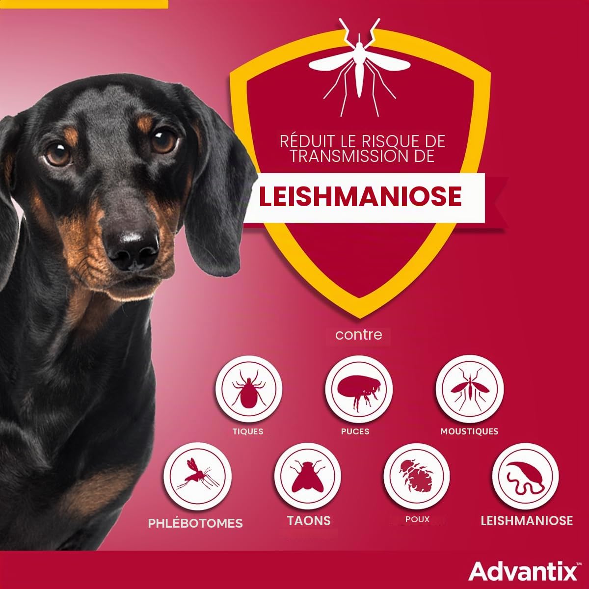 Bayer advantix x chiens 4-10 kg - 4 pipettes