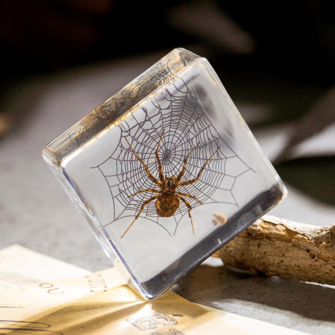 Real Spider Specimen in Resin - with Simulated Spider Web, Perfect for Science Education, Oddities Collectors, and Biology Enthusiasts(Spider Specimen)