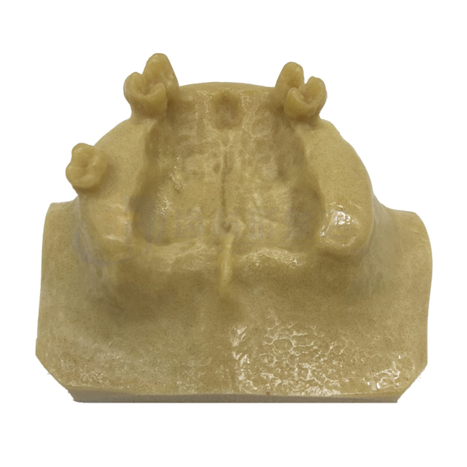 Modello di Studio Modello di addestramento per Il Sollevamento del Seno mascellare Dentale Modello di insegnamento per Lo Studio dei Denti dentali Modello di de，A
