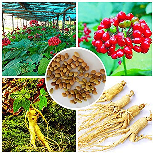 200 Pcs Chinese/Korean Panax Ginseng Seeds Asian Fresh for Planting Nutrition Heirloom Farm