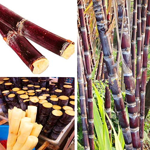 Egrow 100PCS/Pack Sugarcane Seeds Succulent Sugar Cane Bonsai Delicious Vegetable And Fruits Garden Plant
