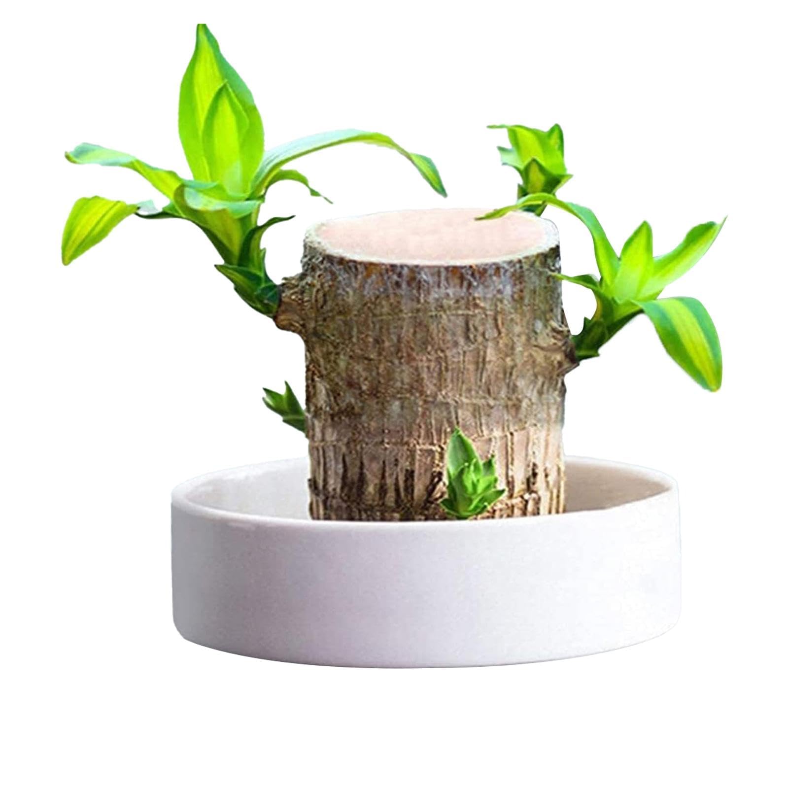 Brazilian Lucky Wood Plant Stand - Unique Decor -6