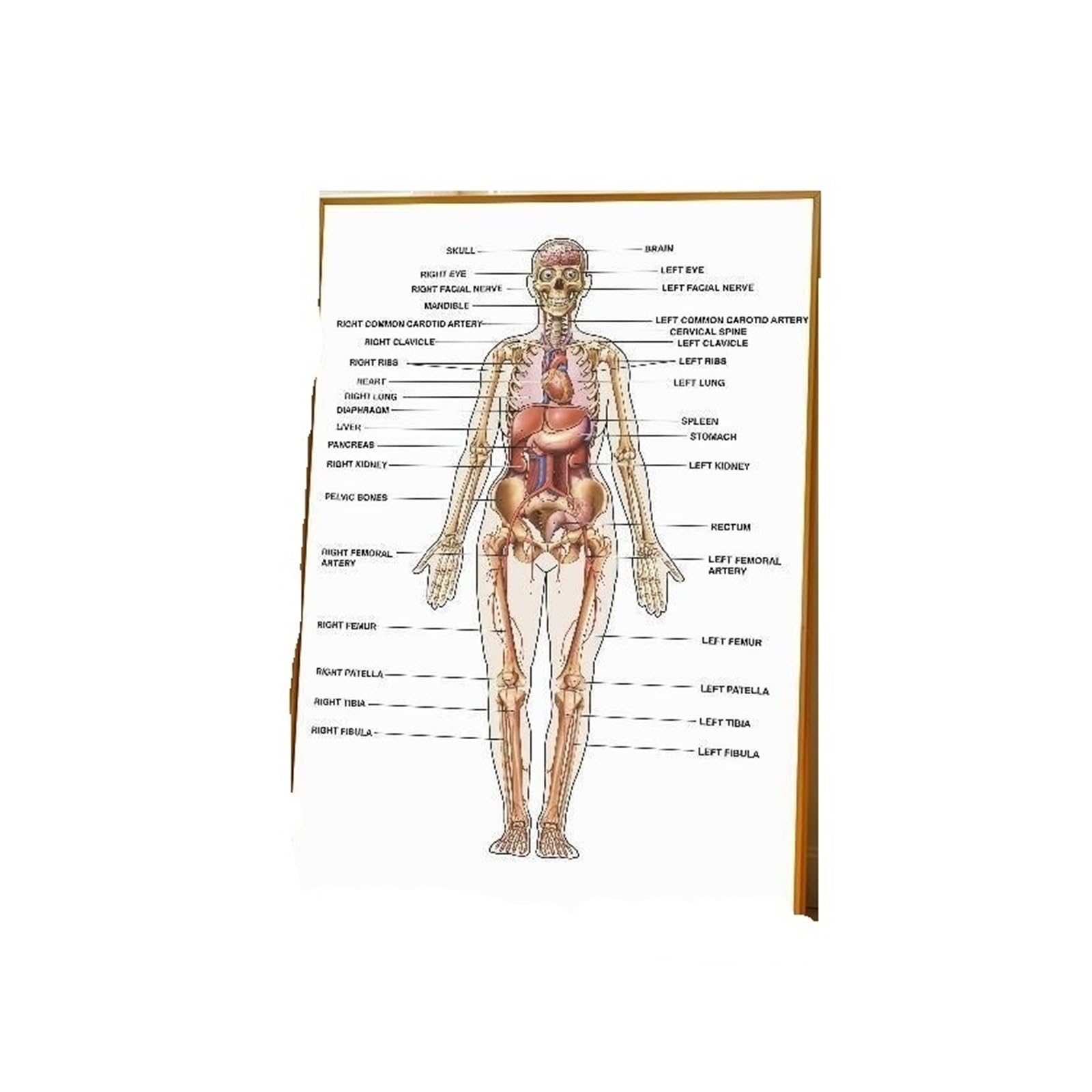 Impresión De Carteles Con Diagrama Estructura Del Cuerpo Humano, Adecuada for Decoración Paredes, Cafeterías, Salas Estar Y Habitaciones, 1 Unidad(Z6,40X60cm)