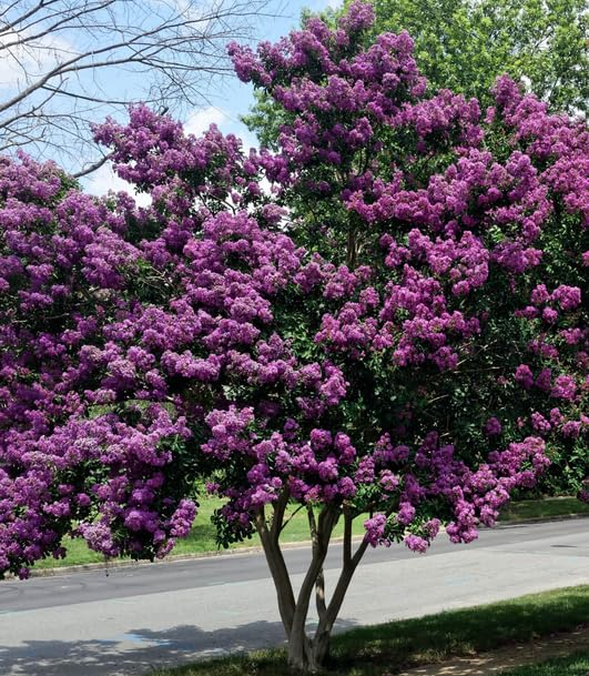 5 Purple Crape Myrtle Bareroot