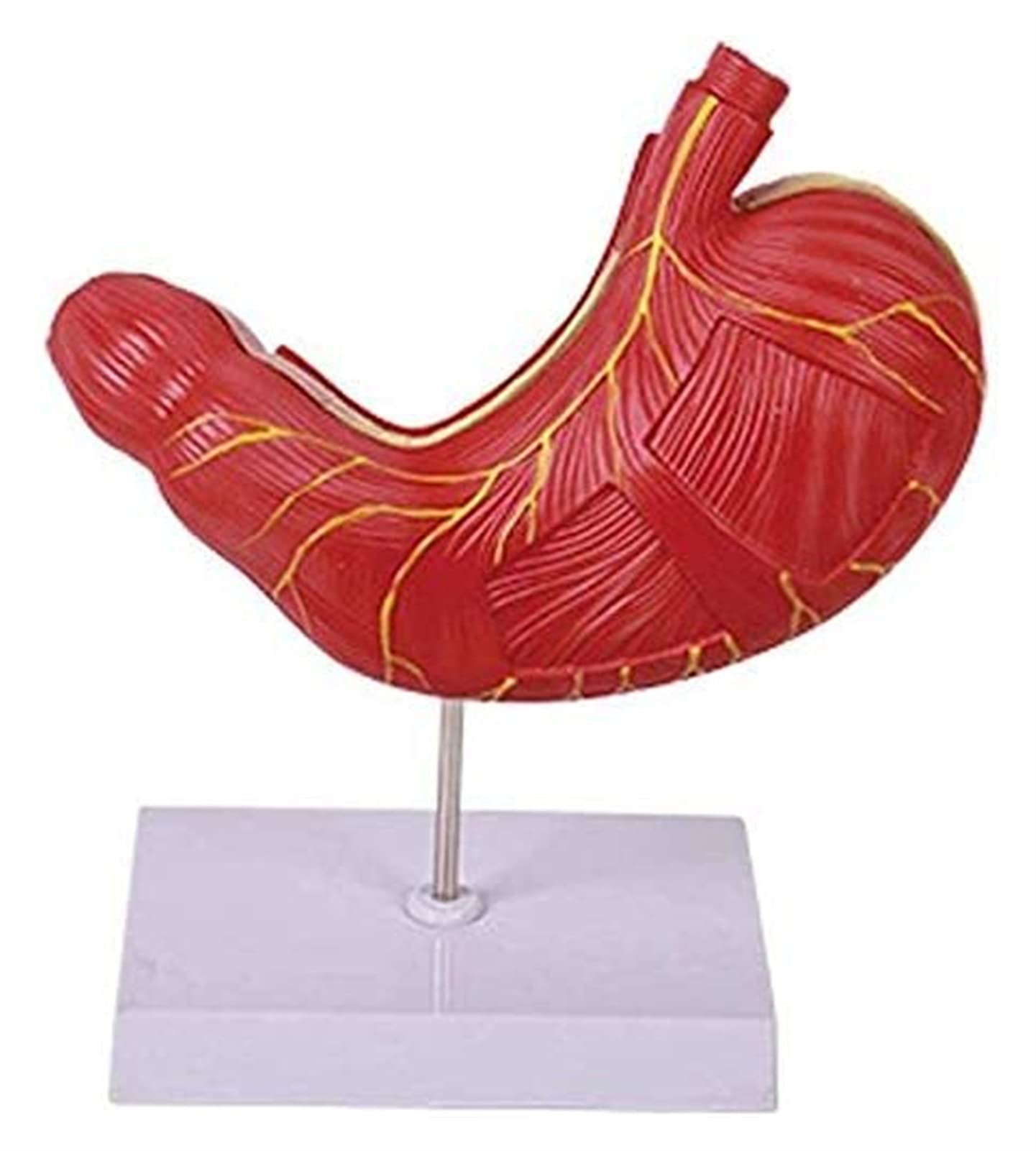 Buy LAErper Teaching Model, Stomach Muscle Anatomy Model Human Organs