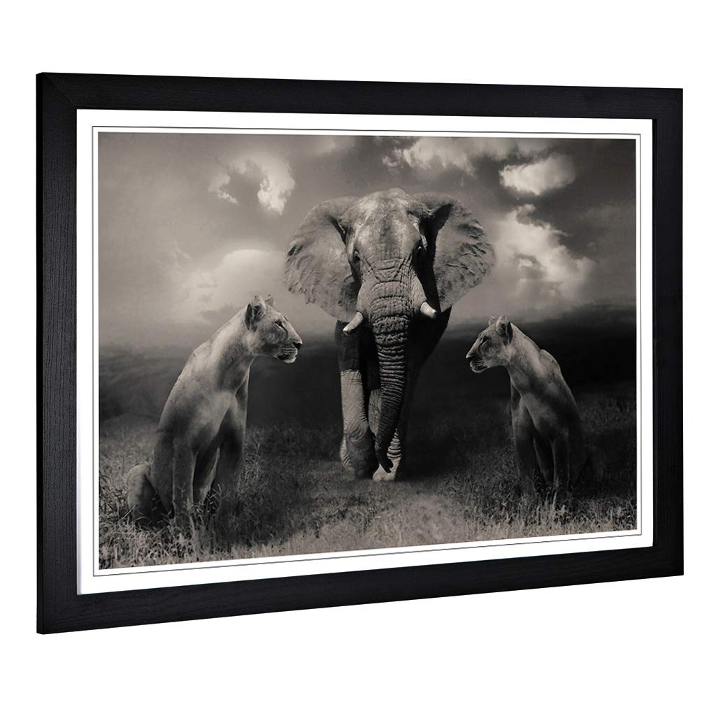 Big Box Art Framed Print of Lion Lionesses and an Elephant Design | Wall Art Picture | Home Decor for Kitchen, Living, Dining Room, Bedroom, Hallway, Office, Black, A2 / 24.5x18 Inch / 62x45cm