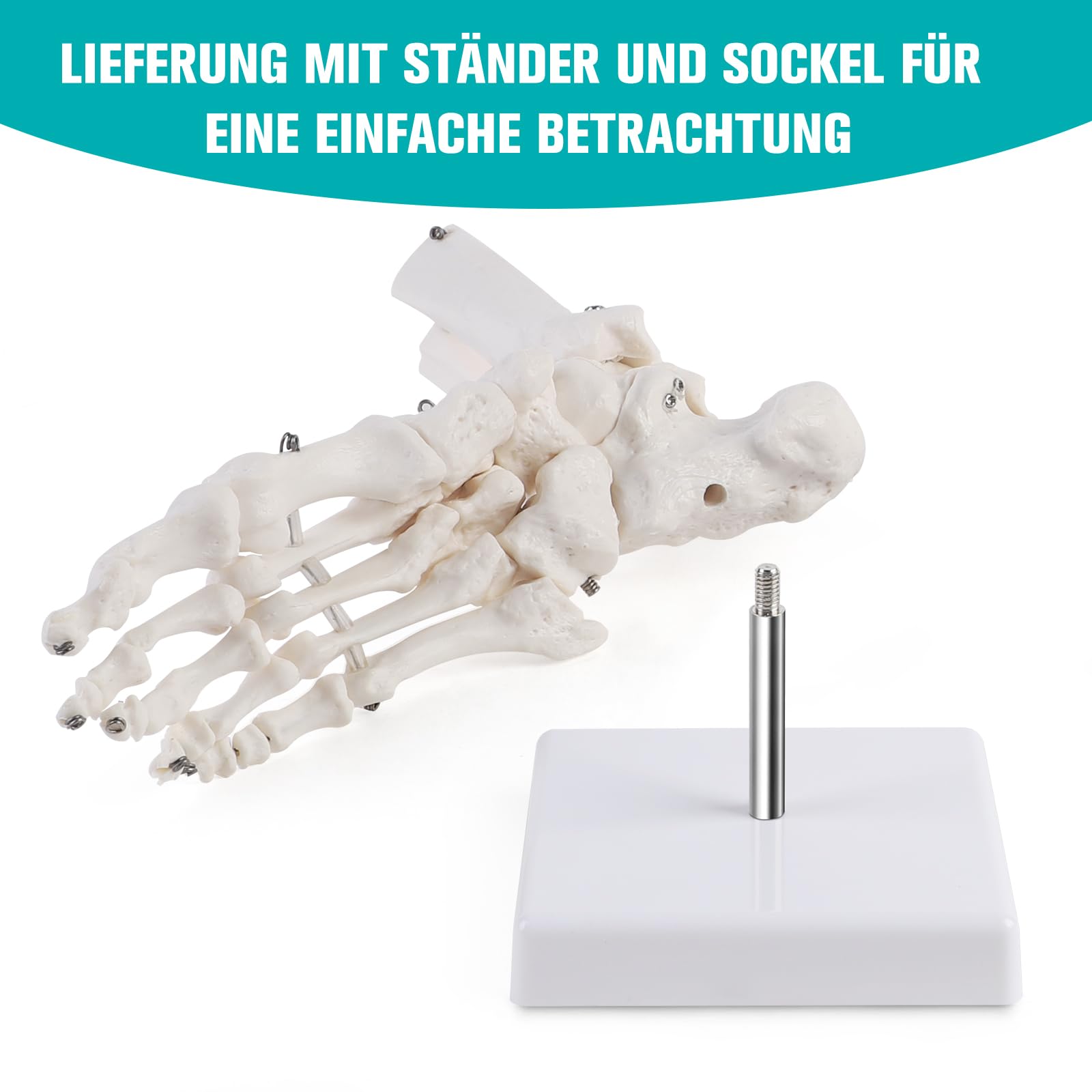 ERWEY Model kostki, naturalnej wielkości, ze statywem, modelem kostki, modelem ludzkiej stopy i kostki, model szkieletu prawej stopy, anatomia medyczna i model szkieletu.