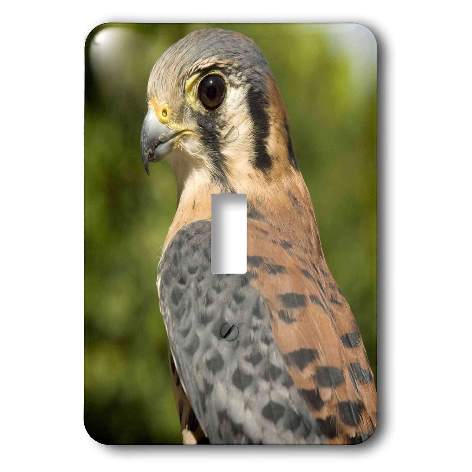 Oiseau de crécerelle américaine lsp_70399_1 Histoire d'un sauvetage