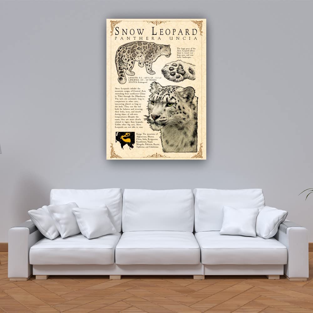 Snow Leopard Wall Art Knowledge Poster Educational Wall Art Vintage Prints Snow Leopard Infographic Poster Pictures for Bedroom Paintings for Bathroom Artwork Decor for Kitchen Decorations (08x12inch(20x30cm),Unframed): 12L" x 8W" Framed