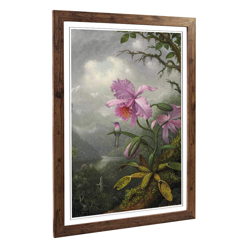 Big Box Art Framed Print of Martin Johnson Heade Hummingbird and Orchid Design | Wall Art Picture | Home Decor for Kitchen, Living Room, Bedroom, Hallway, Walnut, A2 / 24.5x18 Inch / 62x45cm