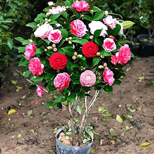 Camellia Flowers Seedlings Camellia Live Plant Bare Root Seedling Sapling For Spring Planting One Plant Has Five Colors Perennial Plant Root,Home Garden Yard Decor （One Plant, No Pot, Length：10In.） #TOP4