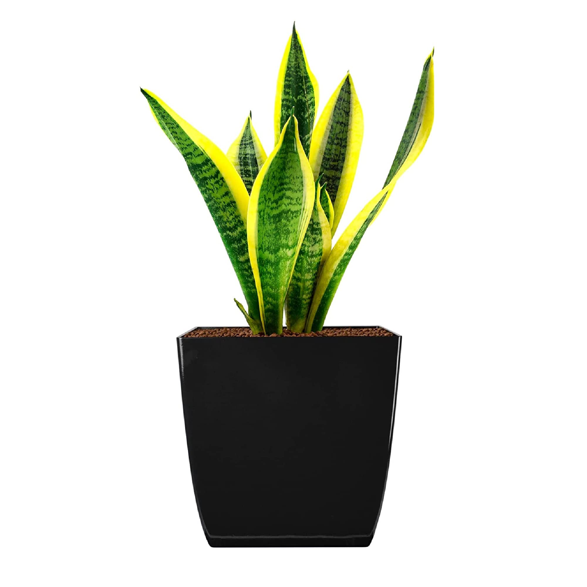 The HC Companies 10 Inch Aria Square Self Watering Planter - Plastic Plant Pot for Indoor Outdoor Plants Flowers Herbs, Matte Black