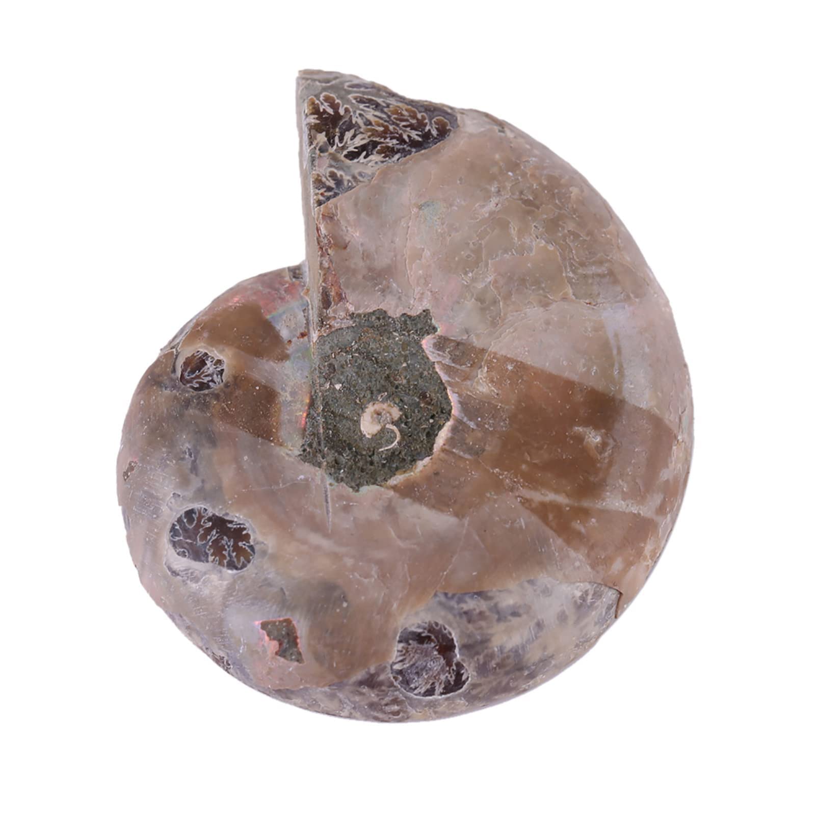 2 Pcs Ammonite Fossile Spécimen Ammonite Véritable Dinosaure Fossiles Shell Madagascar Pierres Naturelles Et Minéraux Spécimens D'enseignement Spécimen Minéral (4cm)(Diameter 4cm)