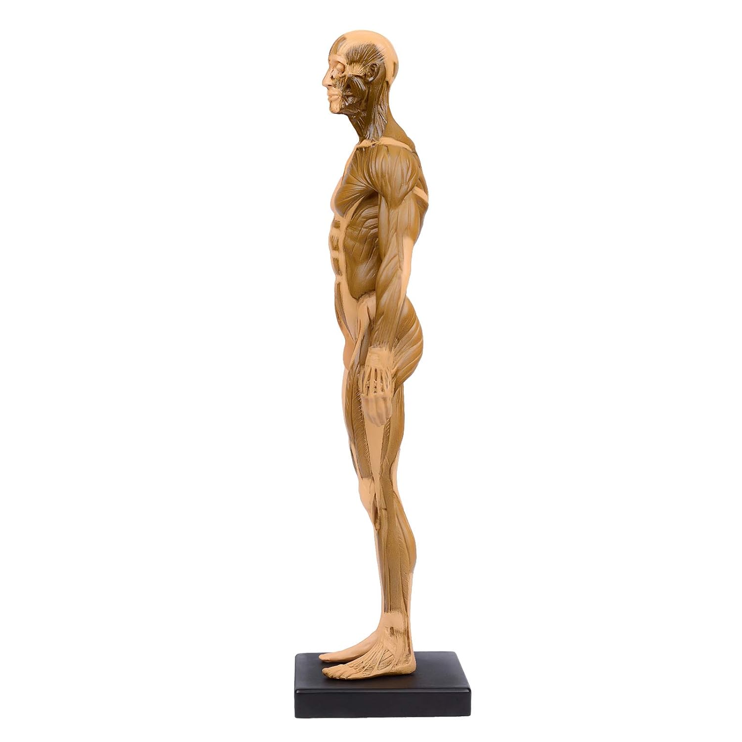 30CM Resin Human Anatomical Anatomy Skull Head Body Model Muscle Bone Model Male Golden