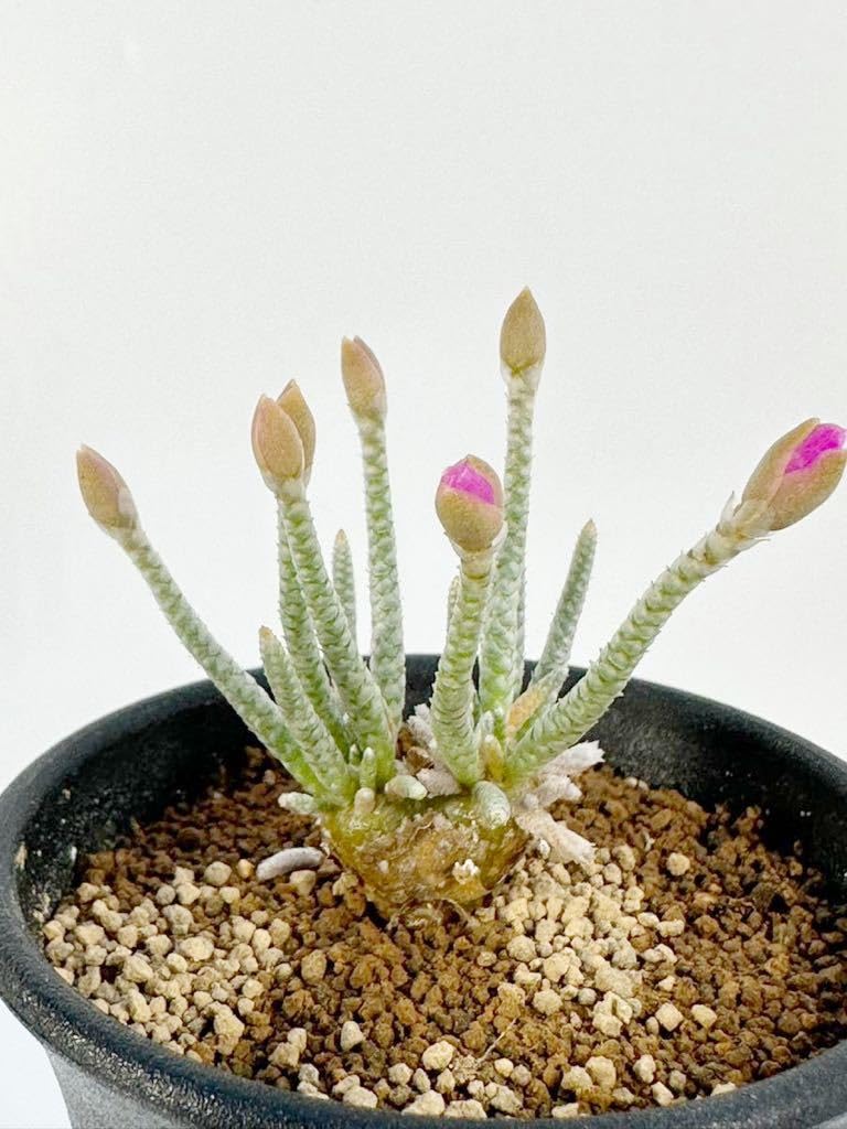 Amazon.co.jp: Avonia alstonii 南アフリカ ナミビア原産 アボニア