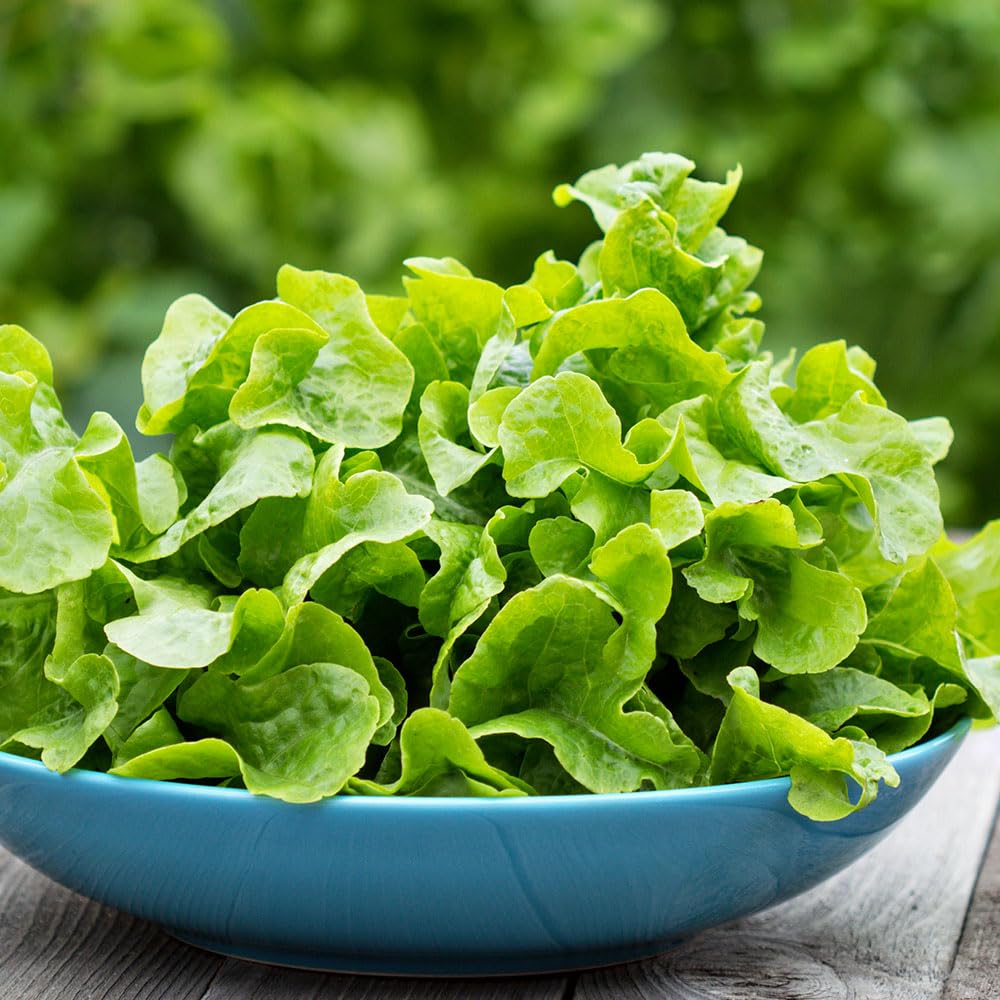 Salad Leaves Mesclun Mix Seeds β Traditional Mix of Leaves & Herbs β for Your Beautiful Kitchen Garden