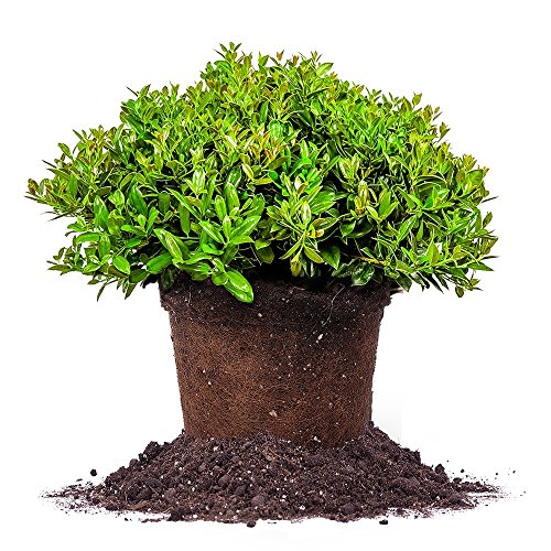 Carissa Holly 3 Gallon with Fertilizer and Guide