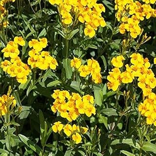 Mexican Mint Tagetes Lucida 50 Seeds Bogo 50 Off Sale Non-Hybrid, Open-Pollinated, Suited for Canadian Climate