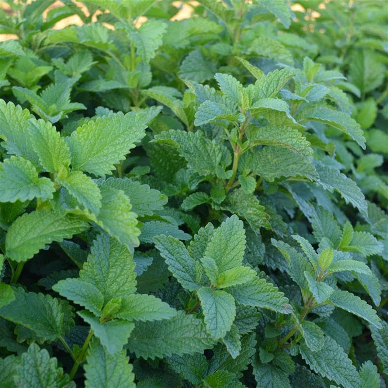 Organic Lemon Balm Seeds - Non-GMO Certified Organic Heirloom - Growing Microgreens Herb Garden - Melissa officinalis (500 Mg)
