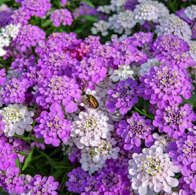 Semillas de flores silvestres Candytuft para plantar, excelente planta de cobertura del suelo (500 semillas)