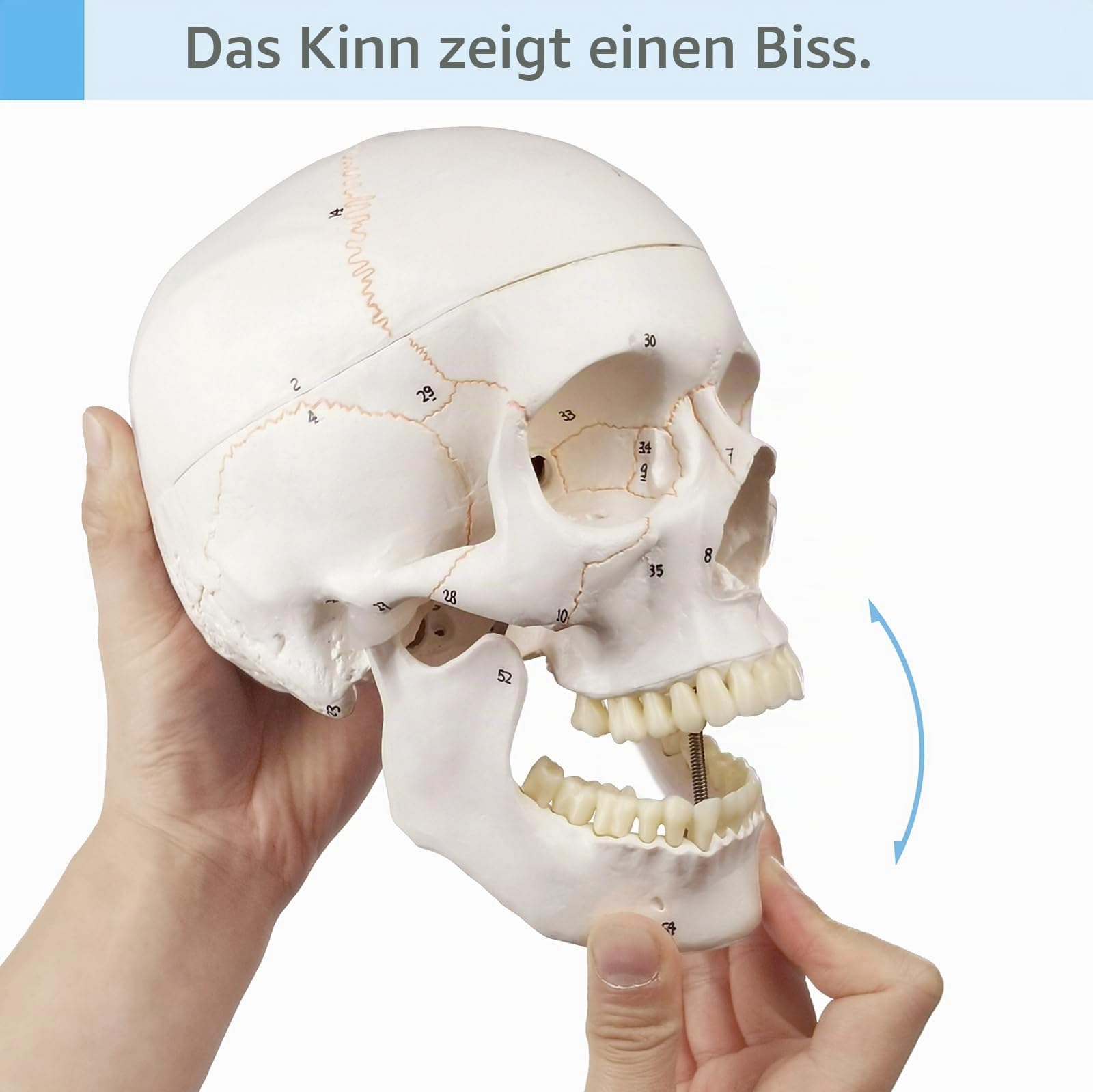 Menschliches Schädelmodell, mit Knochennähten, Zahlen geschrieben, menschliche anatomische Anatomie, Erwachsenenmodell mit abnehmbarer Schädelkappe und Gelenkkiefer, kompletter Satz Zähne