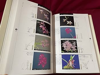 Amazon.co.jp: j6* 原種洋蘭大図鑑 著白石茂 1999年第1版 家の光協会