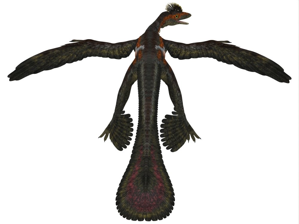 Posterazzi Microraptor was a flying dinosaur that lived during the Cretaceous Period of China Poster Print, (16 x 12)