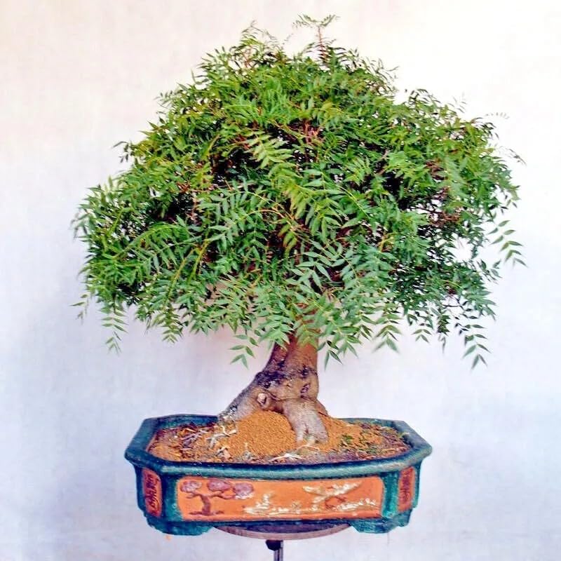 bonsai ficus ingrijire Ficus microcarpa Ginseng Forma Spirala - 60-70 cm main image 1