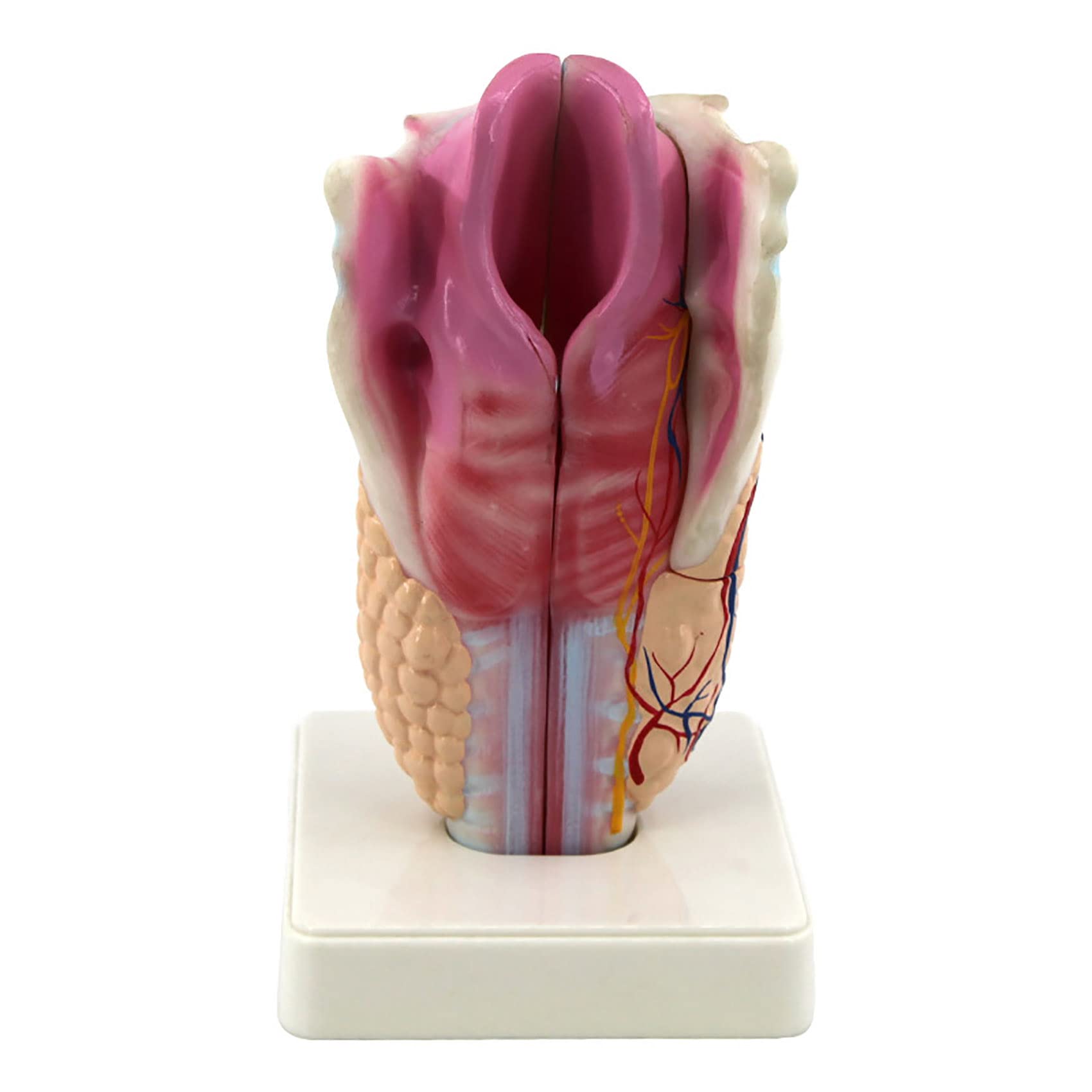 Modèle d'enseignement du larynx humain avec simulation d'articulation mobile pour cours de biologie