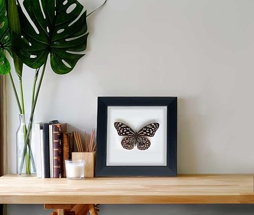 Miniatura 9 de Taxidermia de mariposa enmarcada, caja de sombra de espécimen de mariposa, exhibición de mariposa real de insectos, decoración de estante de mesa